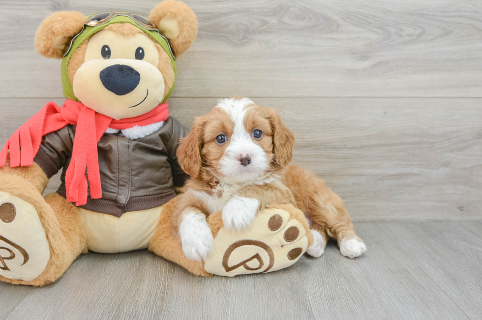 5 week old Cavapoo Puppy For Sale - Pilesgrove Pups