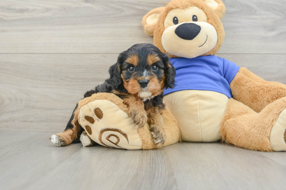 5 week old Cavapoo Puppy For Sale - Pilesgrove Pups