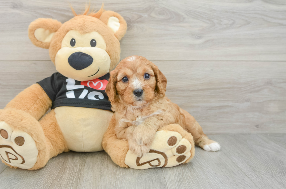 7 week old Cavapoo Puppy For Sale - Pilesgrove Pups
