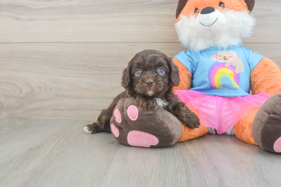 5 week old Cavapoo Puppy For Sale - Pilesgrove Pups