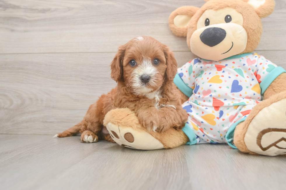 6 week old Cavapoo Puppy For Sale - Pilesgrove Pups