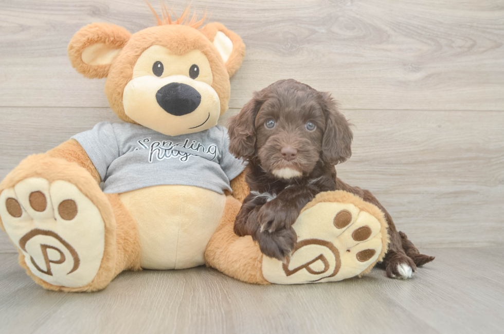 5 week old Cavapoo Puppy For Sale - Pilesgrove Pups