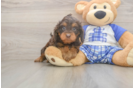 Petite Cavapoo Poodle Mix Pup