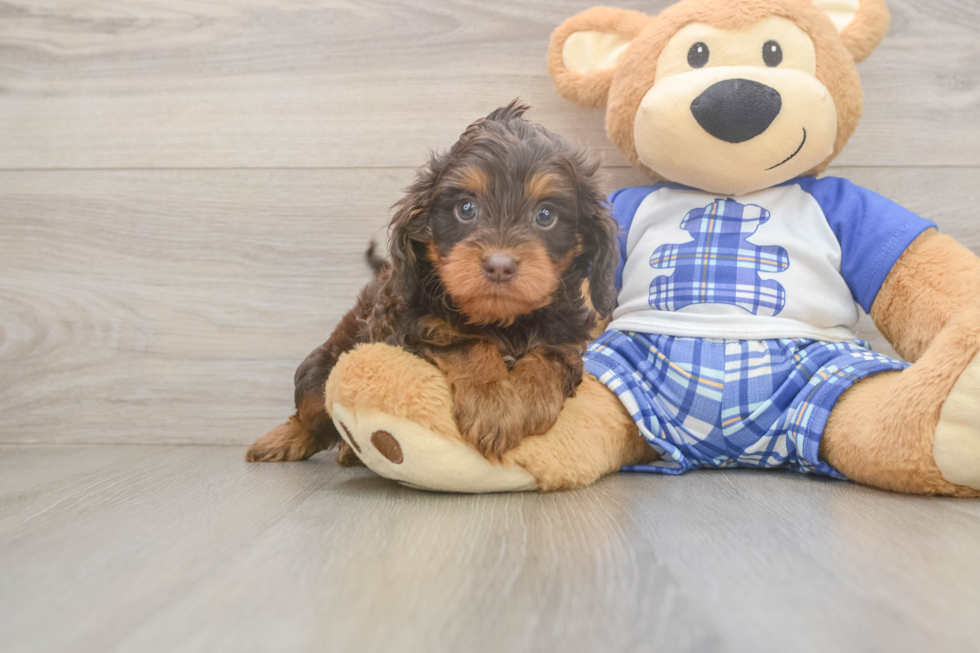 Petite Cavapoo Poodle Mix Pup