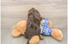 Cavapoo Puppy for Adoption