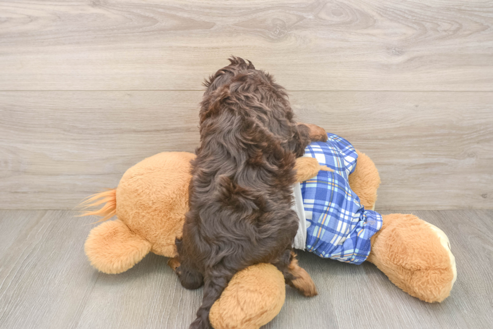 Cavapoo Puppy for Adoption