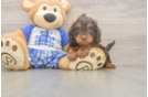 Best Cavapoo Baby