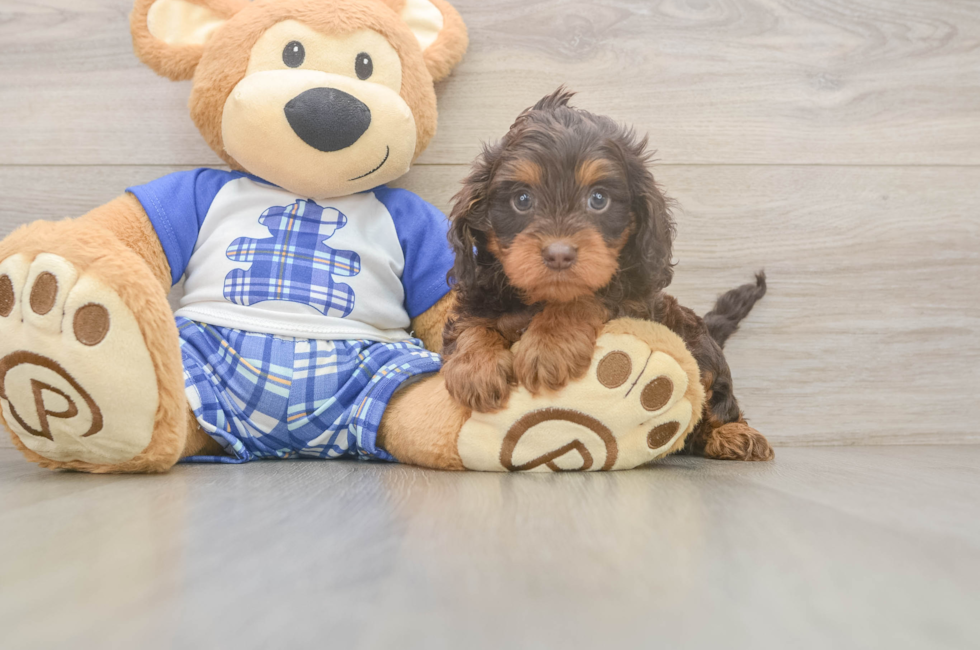 5 week old Cavapoo Puppy For Sale - Pilesgrove Pups