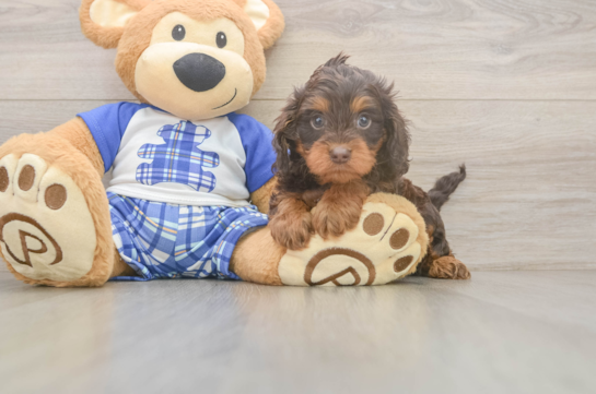Best Cavapoo Baby