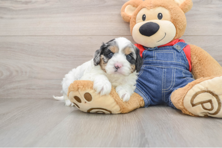 Cute Cavapoo Baby