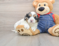 8 week old Cavapoo Puppy For Sale - Pilesgrove Pups