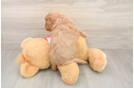 Cavapoo Puppy for Adoption