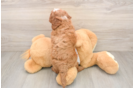 Best Cavapoo Baby
