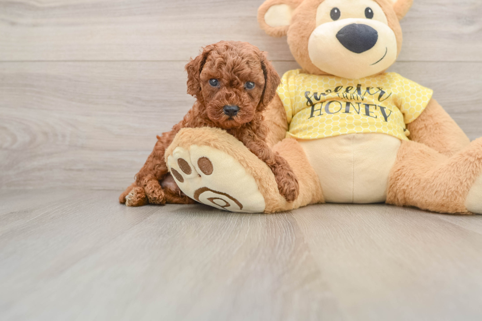 Cavapoo Puppy for Adoption
