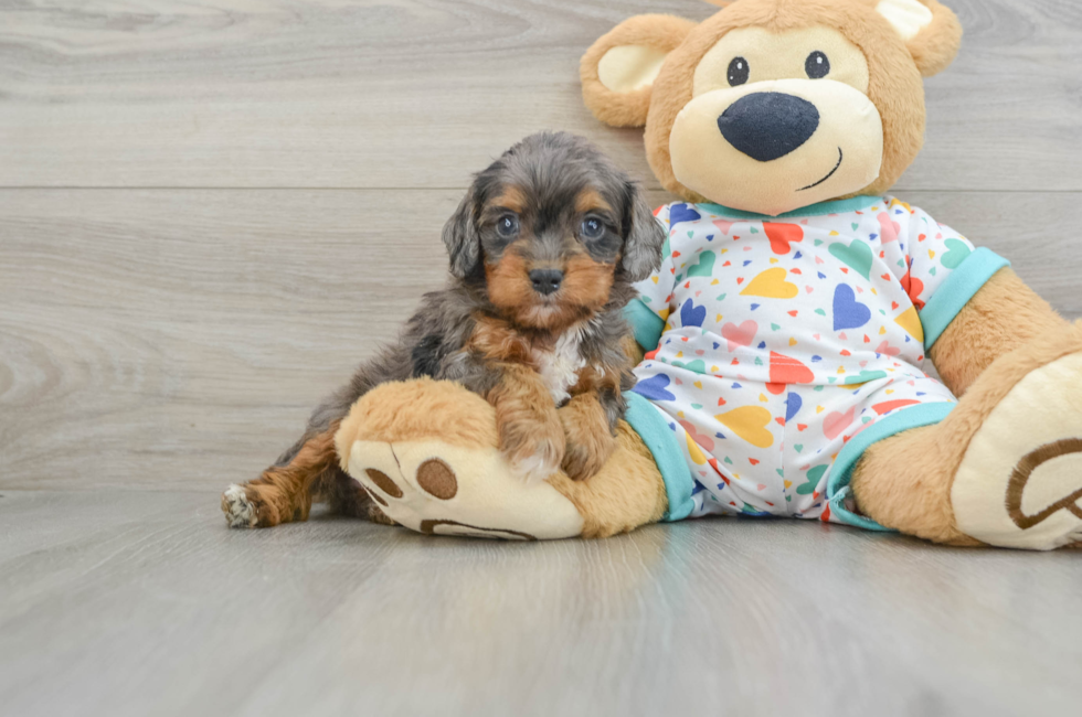 6 week old Cavapoo Puppy For Sale - Pilesgrove Pups