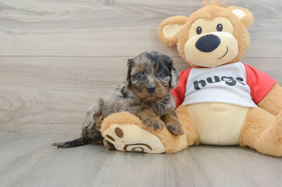 6 week old Cavapoo Puppy For Sale - Pilesgrove Pups