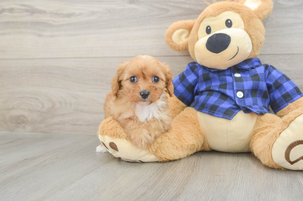 6 week old Cavapoo Puppy For Sale - Pilesgrove Pups