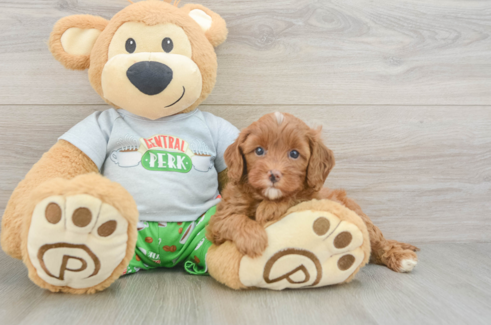 6 week old Cavapoo Puppy For Sale - Pilesgrove Pups