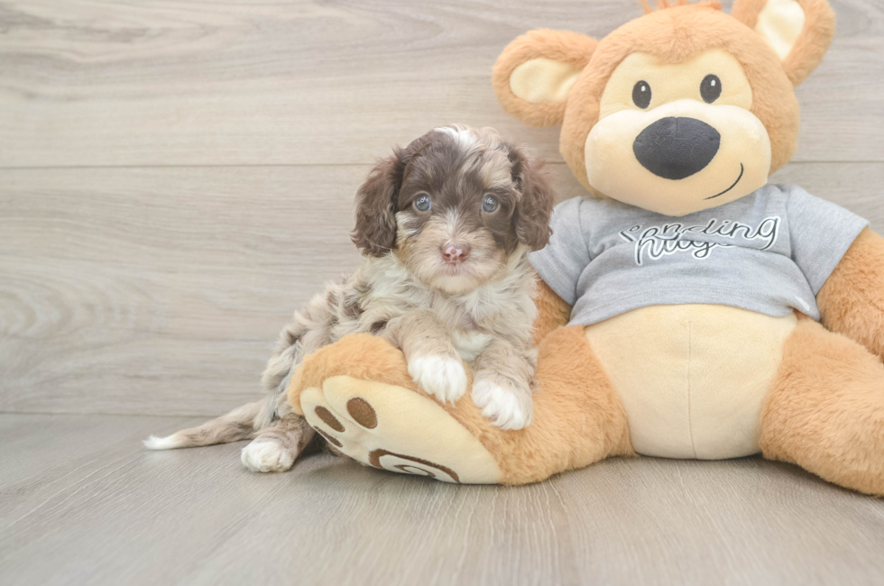 5 week old Cavapoo Puppy For Sale - Pilesgrove Pups