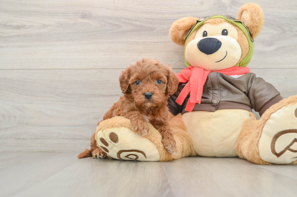 Cavapoo Puppy for Adoption