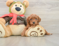 8 week old Cavapoo Puppy For Sale - Pilesgrove Pups