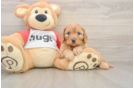 Happy Cavapoo Baby