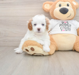 7 week old Cavapoo Puppy For Sale - Pilesgrove Pups