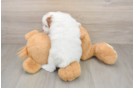 Adorable Cavalier King Charles Spaniel and Poodle Mix Poodle Mix Puppy