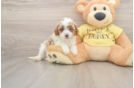 Best Cavapoo Baby
