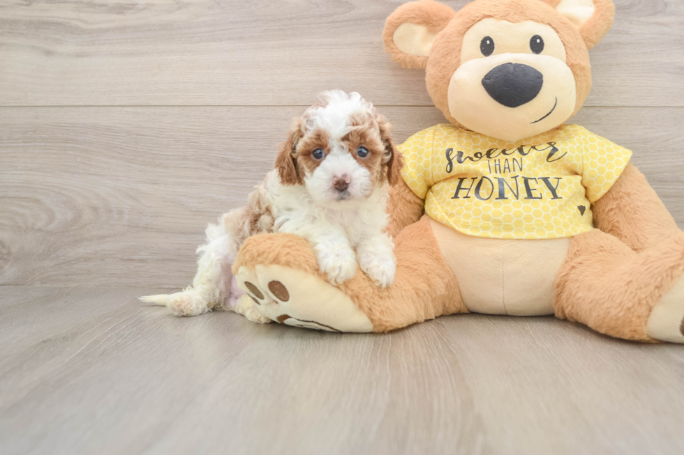 Best Cavapoo Baby