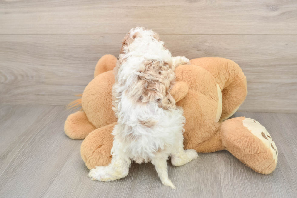 Fluffy Cavapoo Poodle Mix Pup