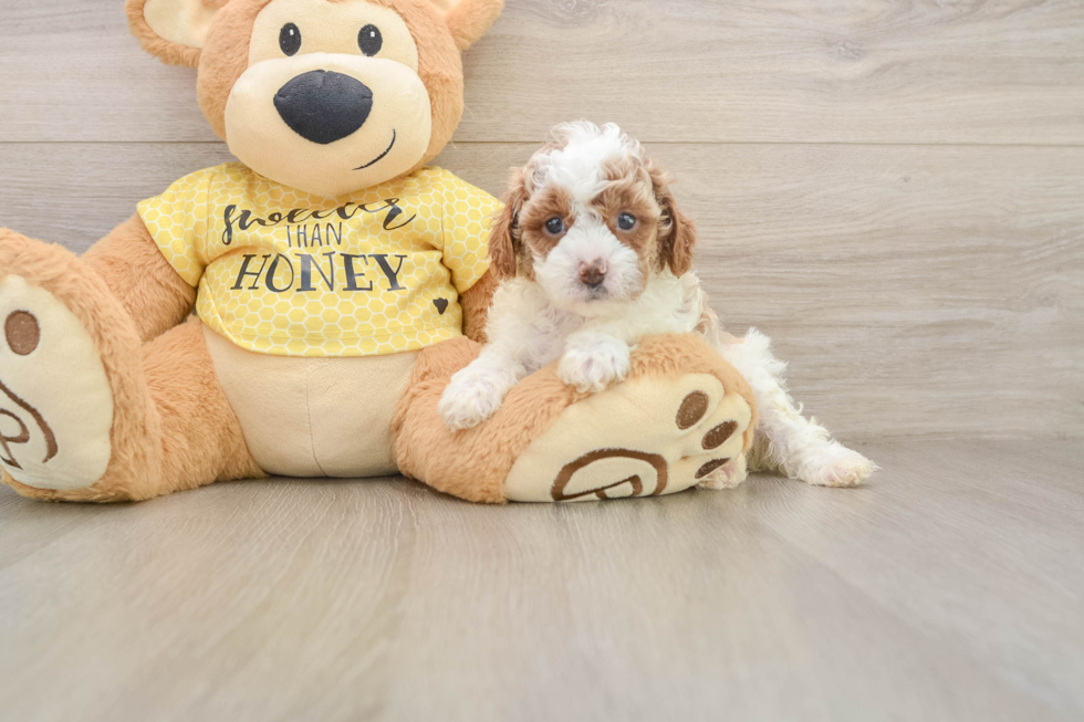 Best Cavapoo Baby