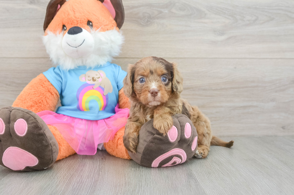 5 week old Cavapoo Puppy For Sale - Pilesgrove Pups