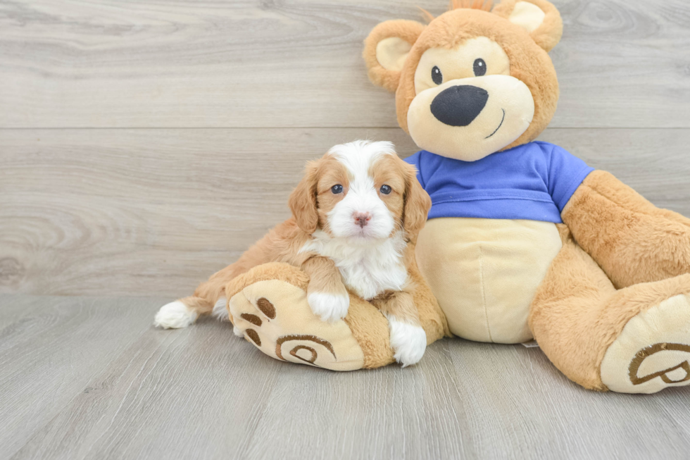 Funny Cavapoo Poodle Mix Pup