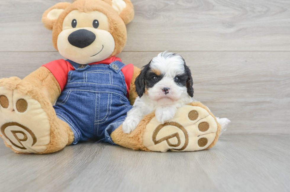 6 week old Cavapoo Puppy For Sale - Pilesgrove Pups