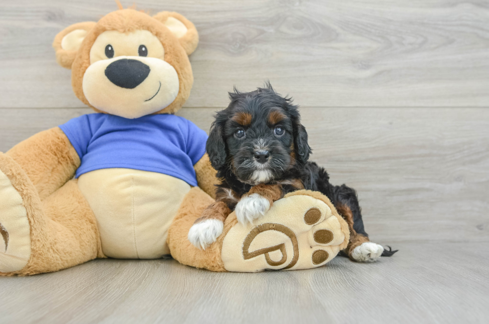 6 week old Cavapoo Puppy For Sale - Pilesgrove Pups