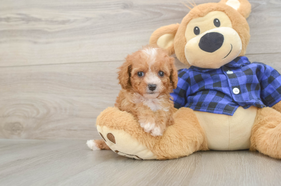 6 week old Cavapoo Puppy For Sale - Pilesgrove Pups