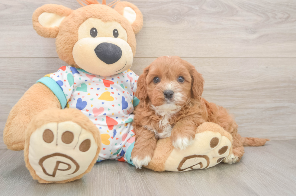 6 week old Cavapoo Puppy For Sale - Pilesgrove Pups