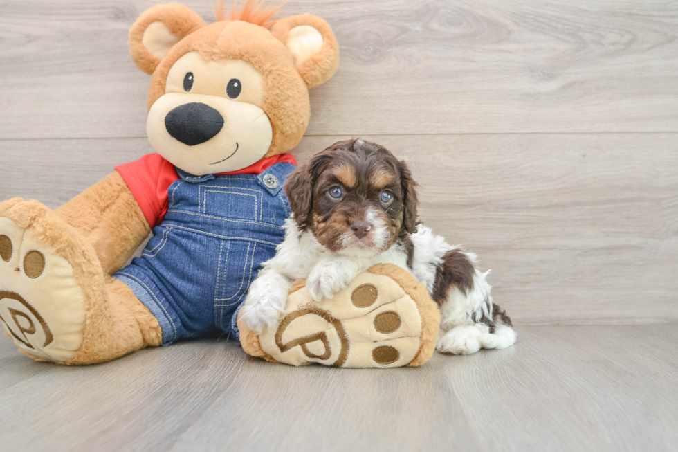 Energetic Cavoodle Poodle Mix Puppy