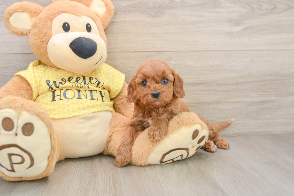 Funny Cavapoo Poodle Mix Pup