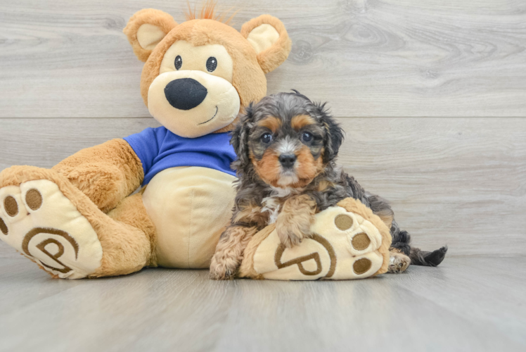 Sweet Cavapoo Baby