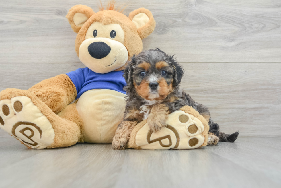 Sweet Cavapoo Baby