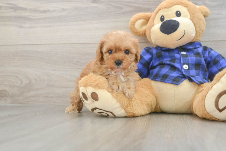 Adorable Cavalier King Charles Spaniel and Poodle Mix Poodle Mix Puppy