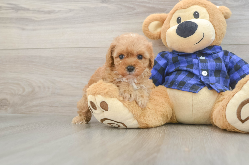 6 week old Cavapoo Puppy For Sale - Pilesgrove Pups