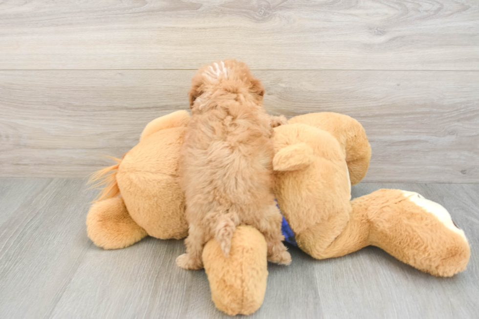 Smart Cavapoo Poodle Mix Pup