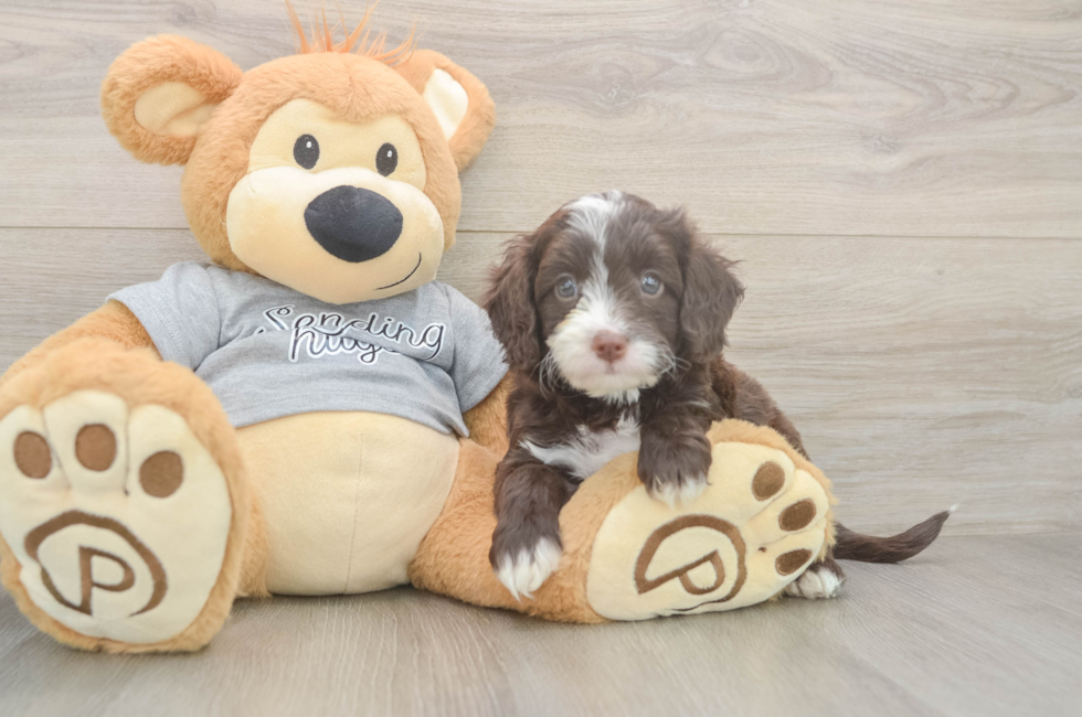 5 week old Cavapoo Puppy For Sale - Pilesgrove Pups