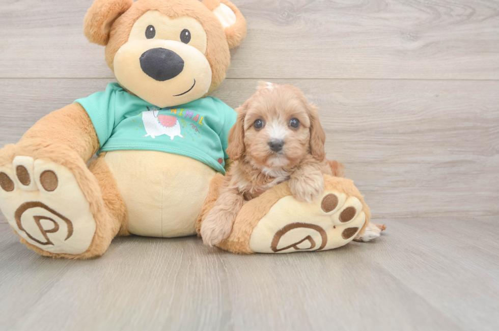 5 week old Cavapoo Puppy For Sale - Pilesgrove Pups