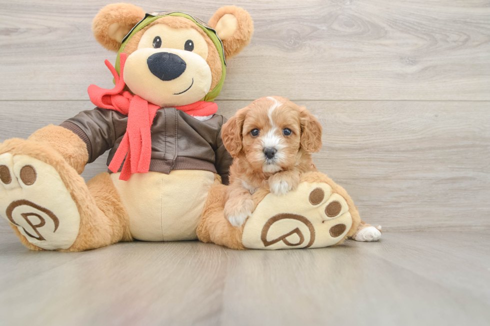 Cavapoo Puppy for Adoption