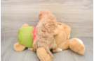 Cavapoo Puppy for Adoption