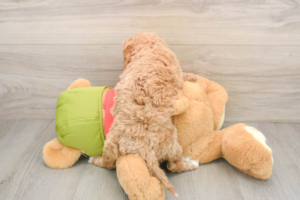 Cavapoo Puppy for Adoption